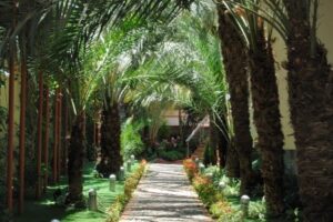 Elegance International